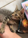 Bastet
