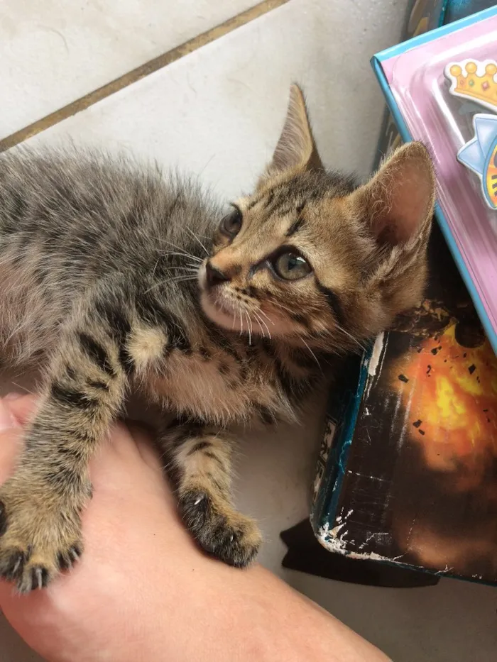 Gato ra a SRD idade 2 a 6 meses nome Bastet