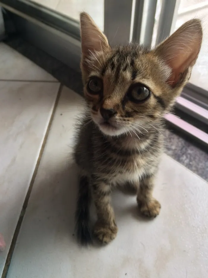 Gato ra a SRD idade 2 a 6 meses nome Bastet