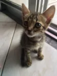 Bastet