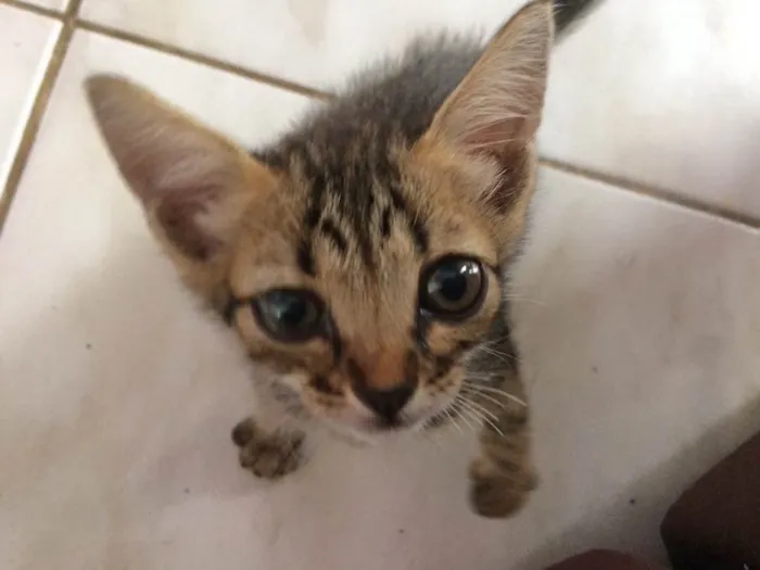 Gato ra a SRD idade 2 a 6 meses nome Bastet