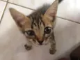 Bastet