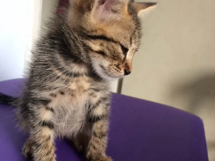 Gato ra a SRD idade 2 a 6 meses nome Bastet