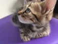 Bastet