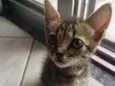 Bastet