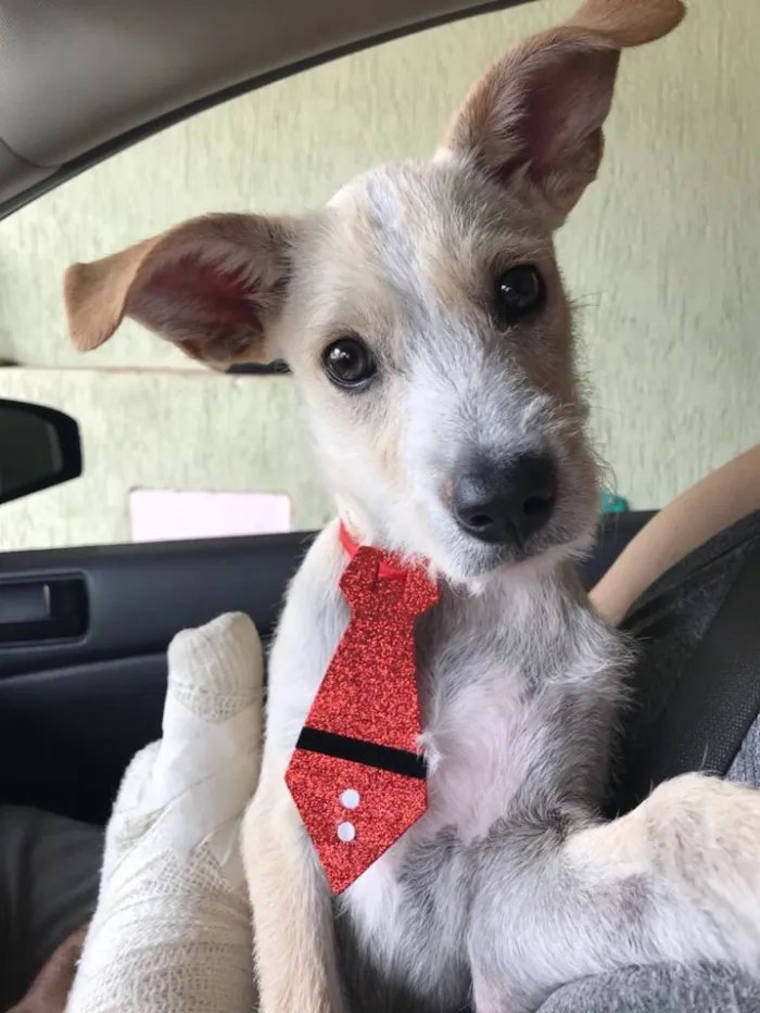 Cachorro ra a SRD idade 2 a 6 meses nome Zack