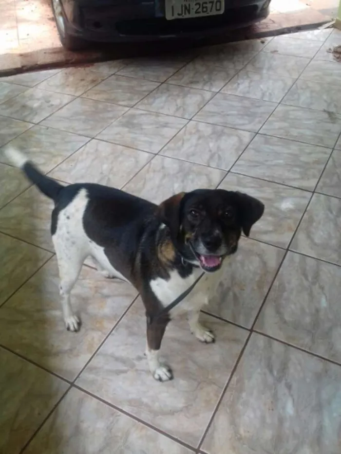 Cachorro ra a Srd idade 4 anos nome Biriba