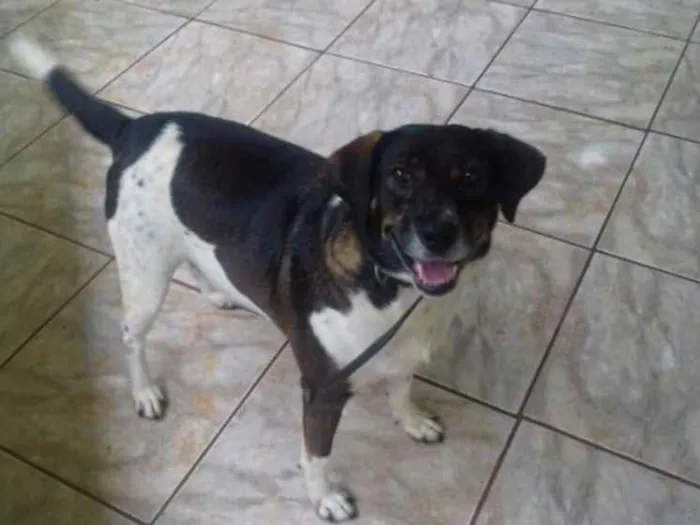 Cachorro ra a Srd idade 4 anos nome Biriba