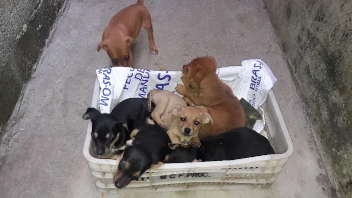 Cachorro raça  idade 2 a 6 meses nome Pretinha