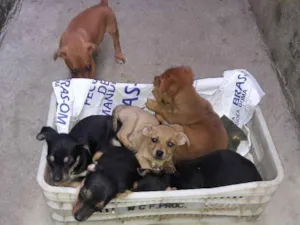 Cachorro raça  idade 2 a 6 meses nome Pretinha