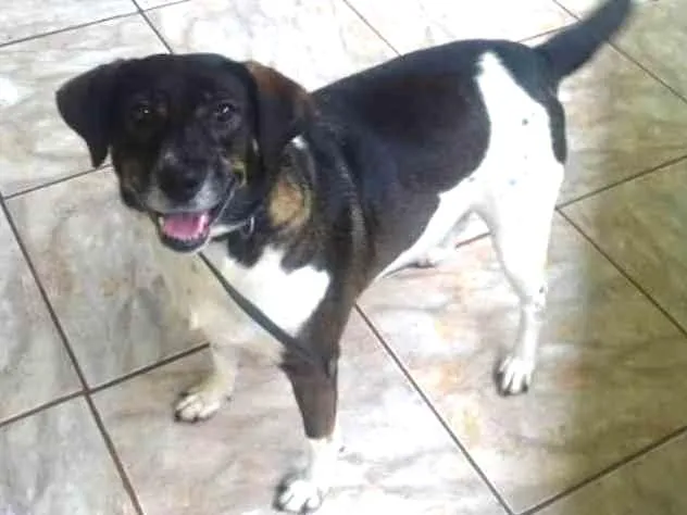 Cachorro ra a Srd idade 4 anos nome Biriba