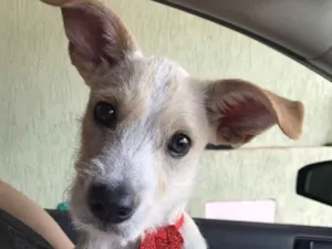 Cachorro raça SRD idade 2 a 6 meses nome Zack