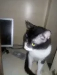 Zezinho, romerildo,