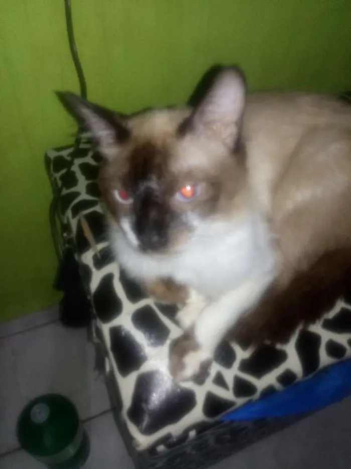 Gato ra a Comum idade 1 ano nome Zezinho, romerildo, 