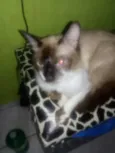 Zezinho, romerildo,