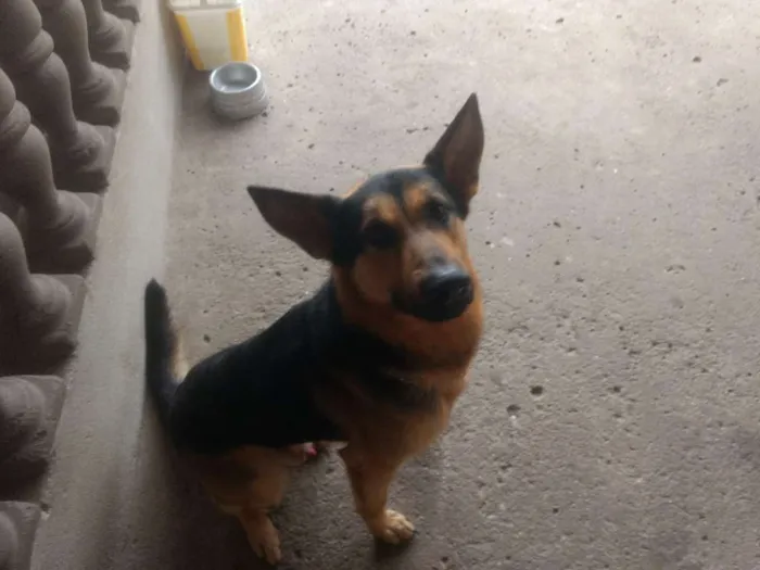 Cachorro ra a Pastor Alemão idade Abaixo de 2 meses nome Hunter