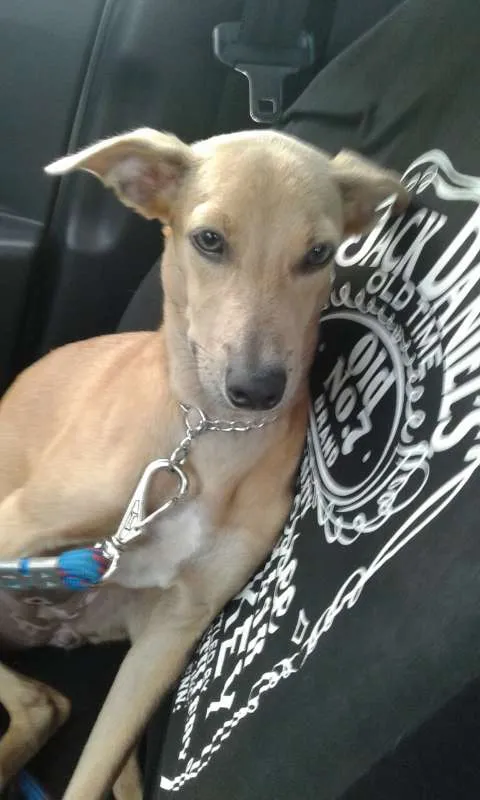 Cachorro ra a SRD idade 1 ano nome Pituka