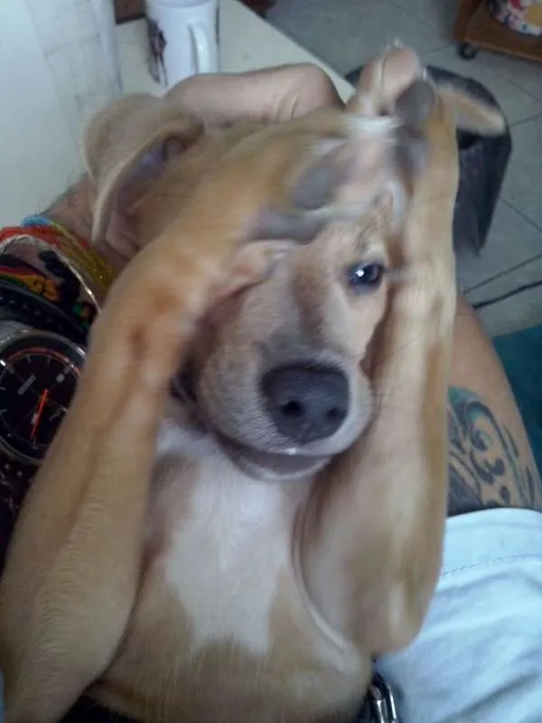 Cachorro ra a SRD idade 1 ano nome Pituka
