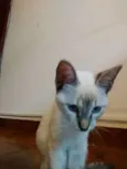 Freya