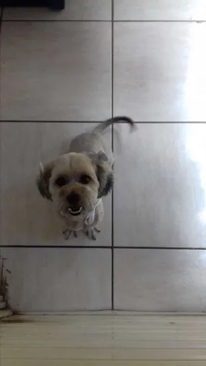 Cachorro raça lhasa idade 2 anos nome Jully