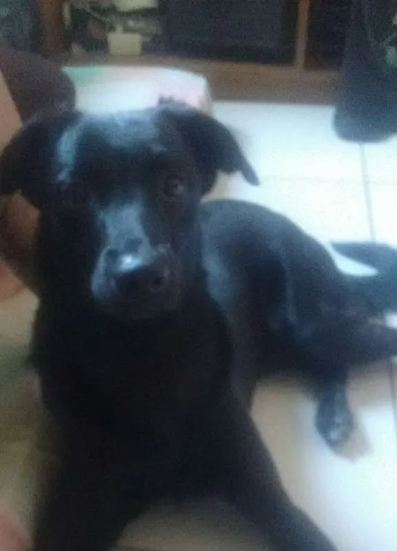 Cachorro ra a mistura de raças pastor e labr idade 1 ano nome ziggy