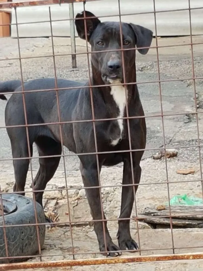 Cachorro ra a SRD idade 2 anos nome Nêgah
