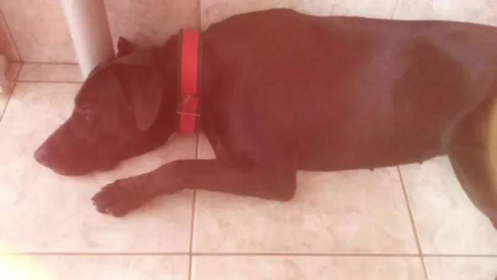 Cachorro ra a SRD idade 2 anos nome Nêgah