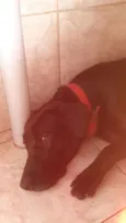 Nêgah