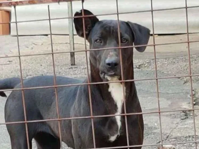 Cachorro ra a SRD idade 2 anos nome Nêgah