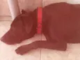Nêgah