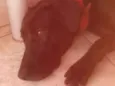 Nêgah