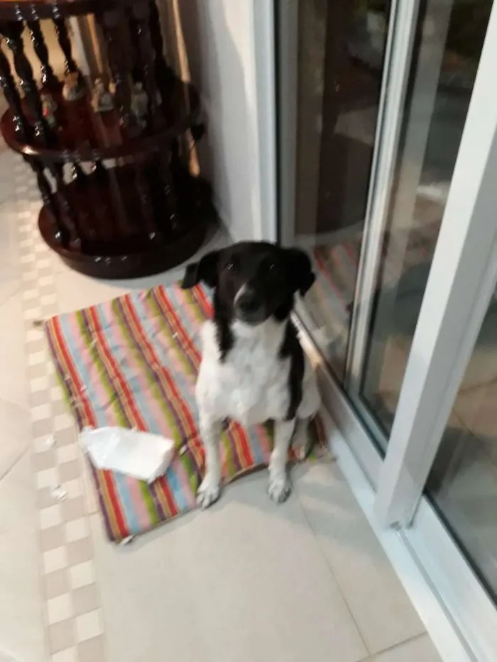 Cachorro ra a SRD idade 1 ano nome Nina
