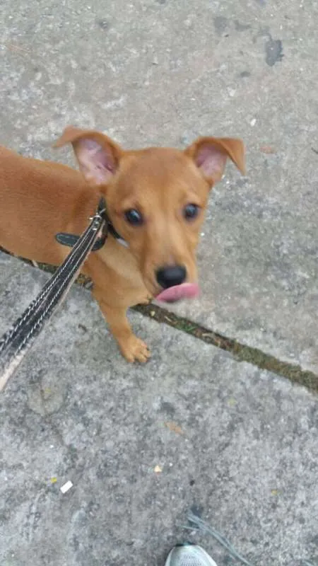 Cachorro ra a mix idade 7 a 11 meses nome Mel