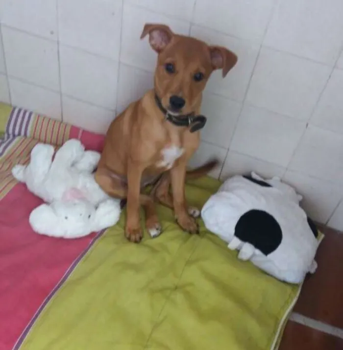 Cachorro ra a mix idade 7 a 11 meses nome Mel