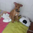 Mel