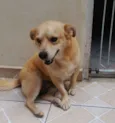 PINGO