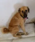Estrela