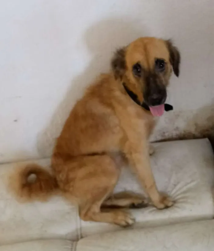 Cachorro ra a Srd idade 2 anos nome Estrela