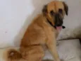 Estrela