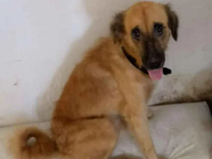 Cachorro ra a Srd idade 2 anos nome Estrela