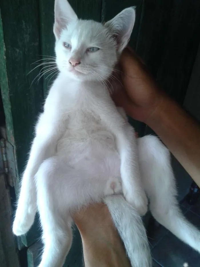 Gato ra a Indefinida idade 2 a 6 meses nome Sem nomes