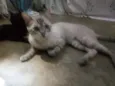 Léo