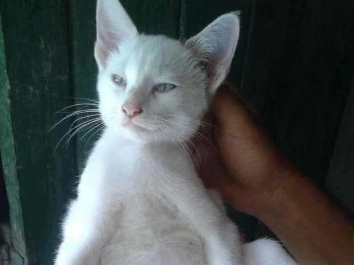 Gato ra a Indefinida idade 2 a 6 meses nome Sem nomes