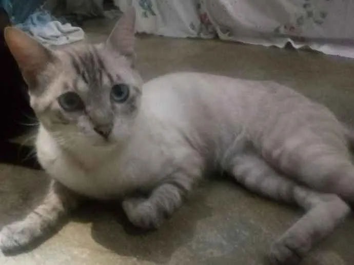 Gato ra a Srd idade 1 ano nome Léo