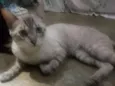 Léo
