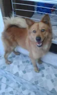 Tulio 