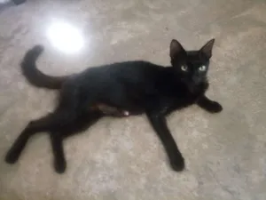 Gato raça Srd idade 1 ano nome Luna