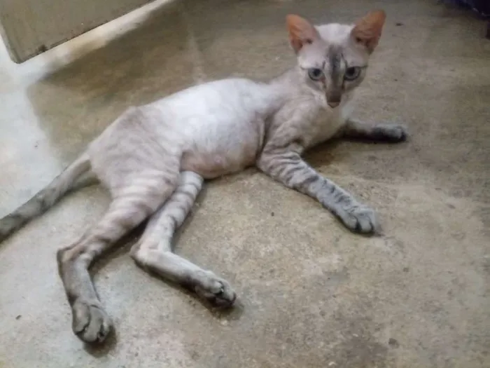 Gato ra a Srd idade 1 ano nome Angelina