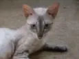 Angelina