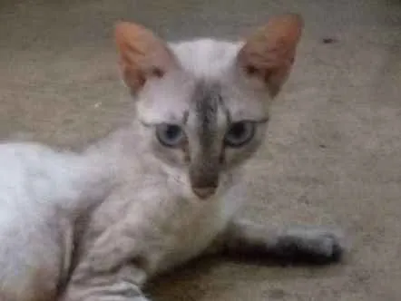 Gato ra a Srd idade 1 ano nome Angelina